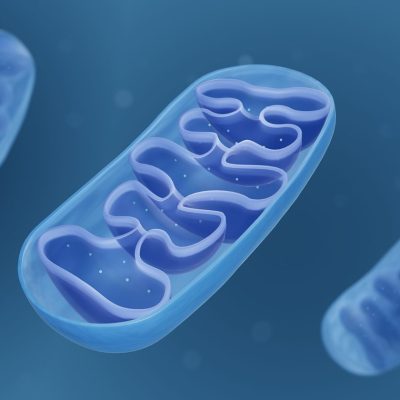 mitochondria stem cells